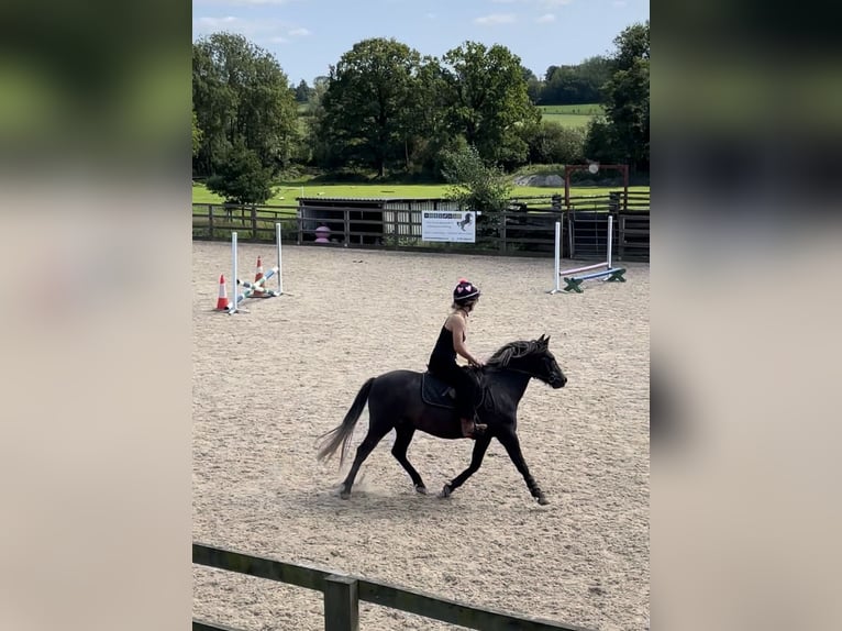 Dartmoor Wallach 3 Jahre 132 cm Rappschimmel in Kent