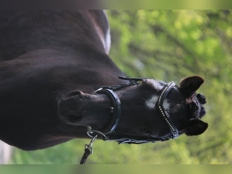 Dartmoor Wallach 4 Jahre 120 cm Rappe in Ringe