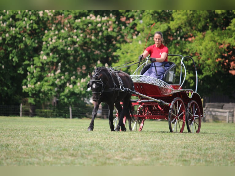 Dartmoor Wallach 4 Jahre 120 cm Rappe in Ringe