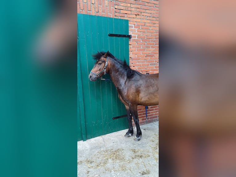 Dartmoor Mix Wallach 4 Jahre 135 cm Dunkelbrauner in Großenkneten