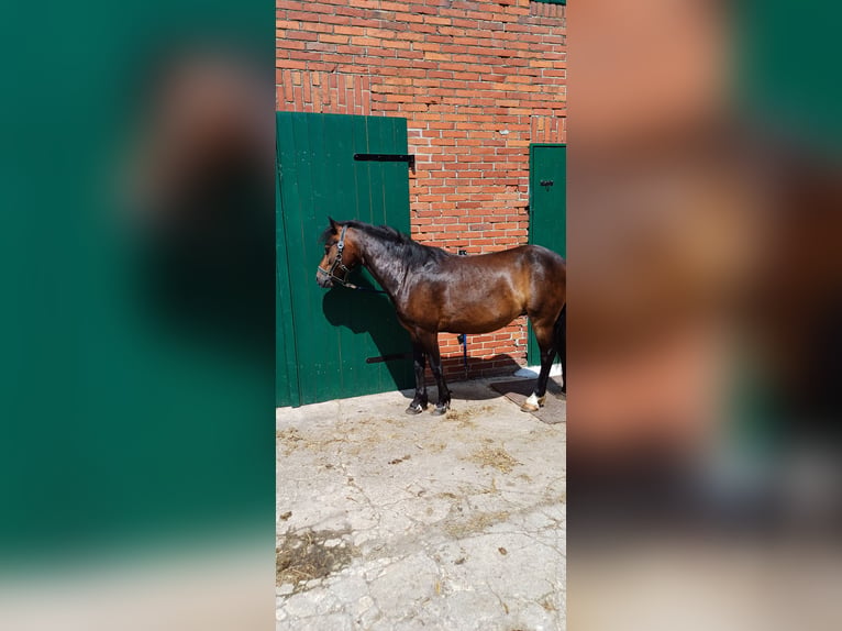 Dartmoor Mix Wallach 4 Jahre 135 cm Dunkelbrauner in Großenkneten
