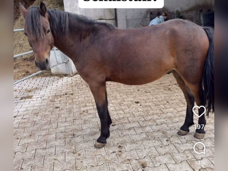 Dartmoor Wallach 5 Jahre 130 cm Dunkelbrauner in Aurach