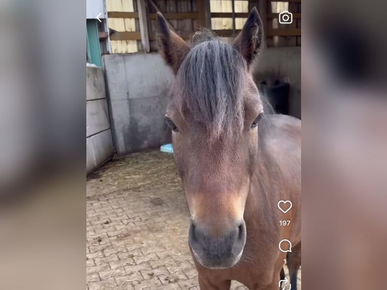 Dartmoor Wallach 5 Jahre 130 cm Dunkelbrauner in Aurach