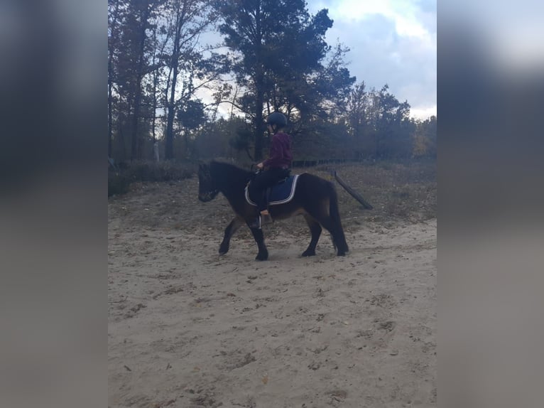 Dartmoor Mix Wallach 9 Jahre 117 cm Brauner in Dallgow-D&#xF6;beritz