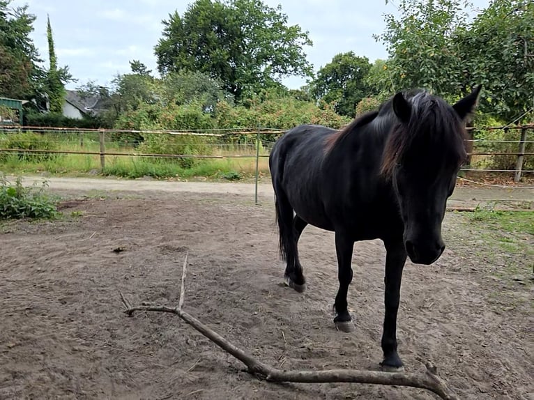 Dartmoor Wallach 9 Jahre 123 cm Schwarzbrauner in L&#xFC;nen