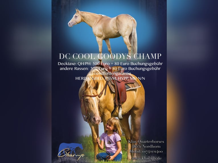 DC COOL GOODYS CHAMP American Quarter Horse Stallion Champagne in Nordhorn