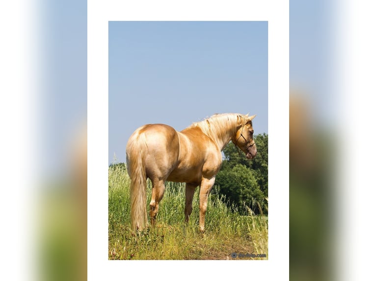 DC COOL GOODYS CHAMP American Quarter Horse Stallone Champagne in Nordhorn