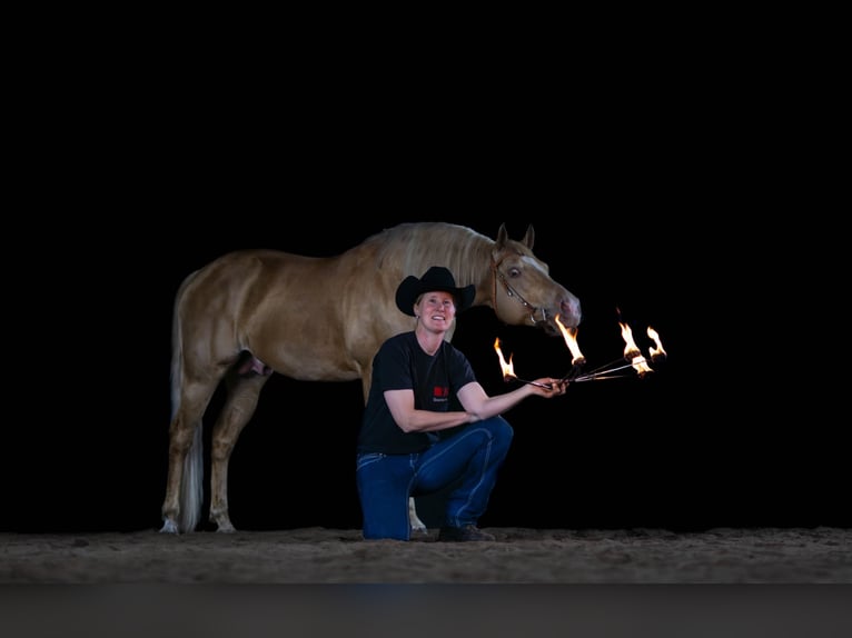 DC COOL GOODYS CHAMP American Quarter Horse Stallone Champagne in Nordhorn