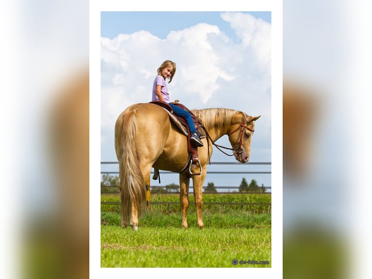 DC COOL GOODYS CHAMP American Quarter Horse Stallone Champagne in Nordhorn