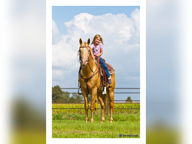 DC COOL GOODYS CHAMP American Quarter Horse Stallone Champagne in Nordhorn