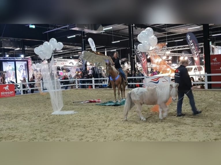 DC COOL GOODYS CHAMP American Quarter Horse Stallone Champagne in Nordhorn