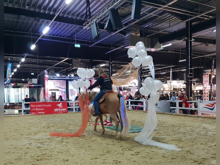 DC COOL GOODYS CHAMP American Quarter Horse Stallone Champagne in Nordhorn