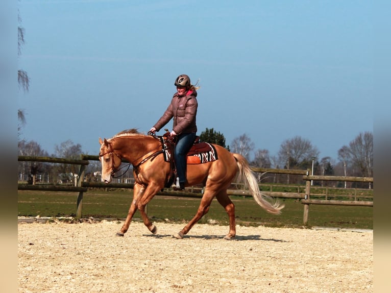 DC COOL GOODYS CHAMP American Quarter Horse Stallone Champagne in Nordhorn