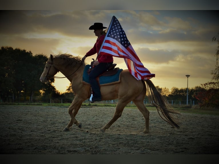 DC COOL GOODYS CHAMP American Quarter Horse Stallone Champagne in Nordhorn