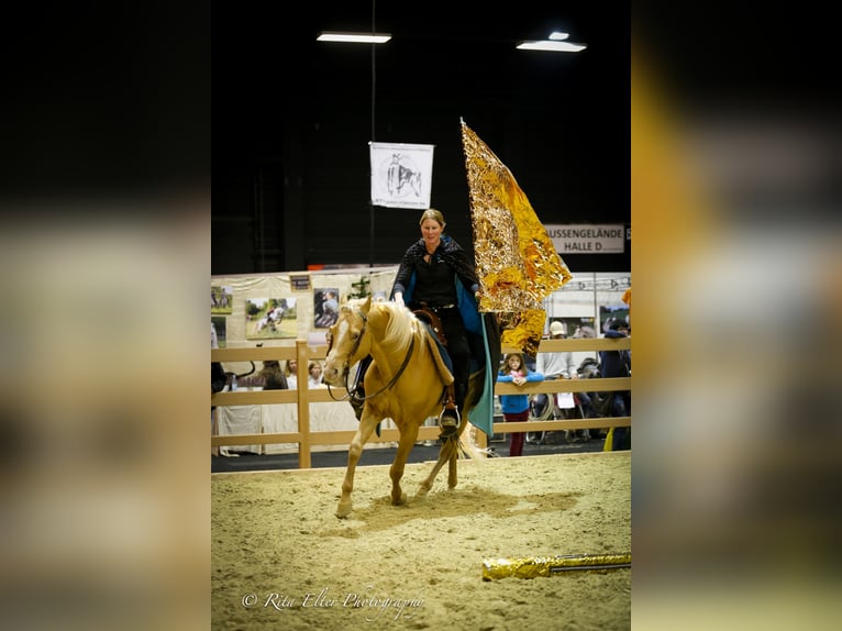 DC COOL GOODYS CHAMP American Quarter Horse Stallone Champagne in Nordhorn
