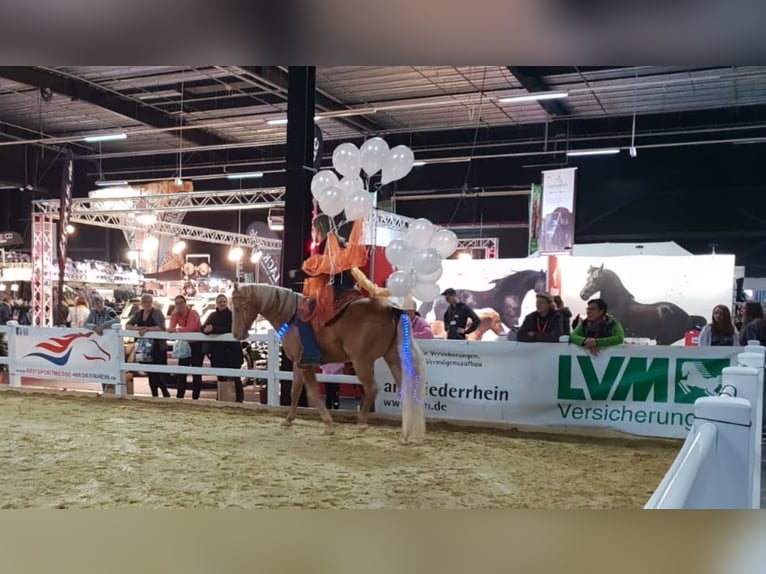 DC COOL GOODYS CHAMP American Quarter Horse Stallone Champagne in Nordhorn