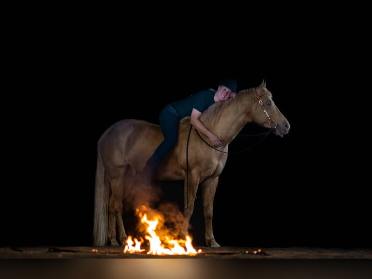 DC COOL GOODYS CHAMP American Quarter Horse Stallone Champagne in Nordhorn