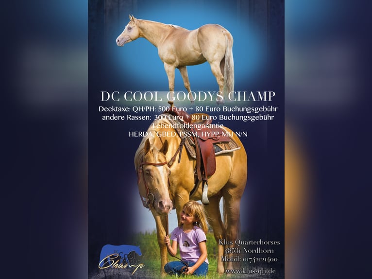 DC COOL GOODYS CHAMP Caballo cuarto de milla Semental in Nordhorn