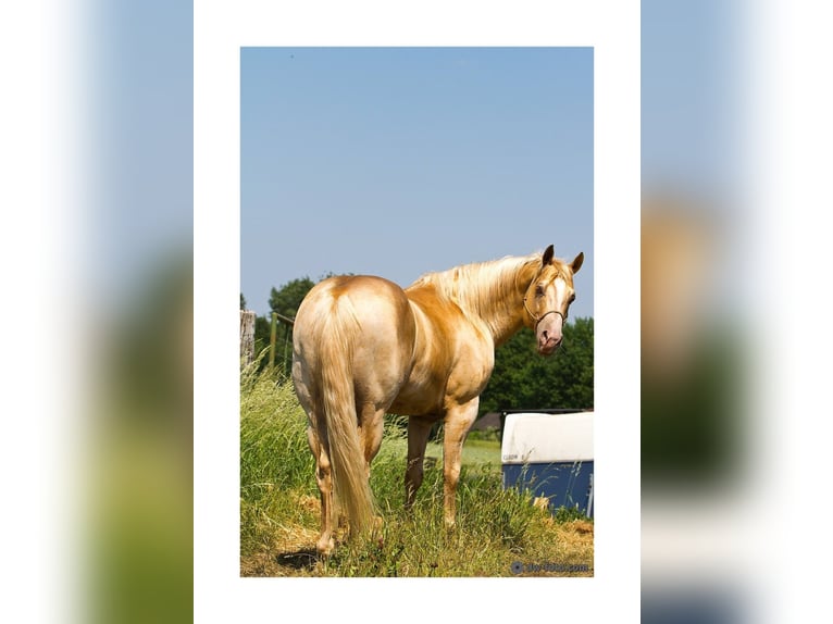 DC COOL GOODYS CHAMP Caballo cuarto de milla Semental in Nordhorn