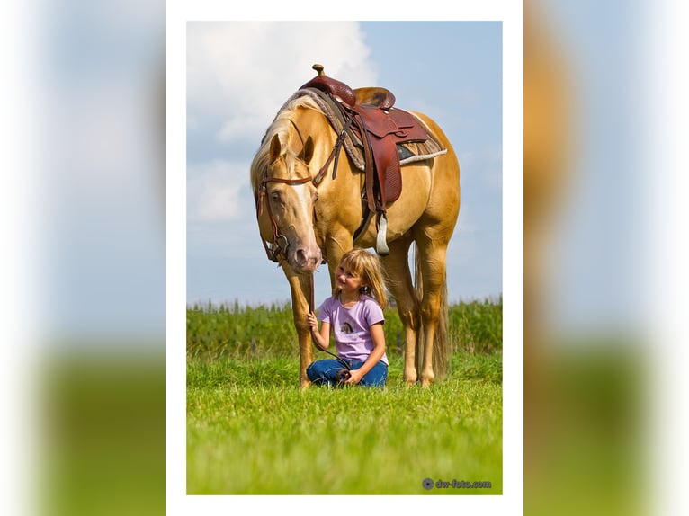 DC COOL GOODYS CHAMP Caballo cuarto de milla Semental in Nordhorn