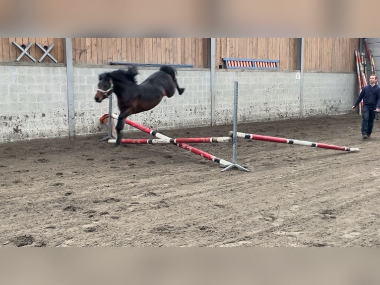 De l’Otri Charmeur Welsh A (Mountain Pony) Stallion Brown in Agimont