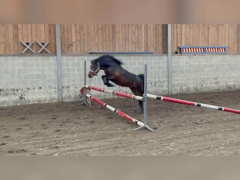 De l’Otri Charmeur Welsh A (Mountain Pony) Stallion Brown in Agimont