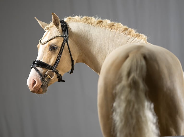 DEAR MR. DATE AT German Riding Pony Stallion Palomino in Bedburg