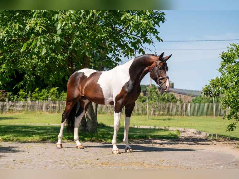 Deckung French Look van Erpekom Z Francuski kuc wierzchowy Ogier  in Kaulille