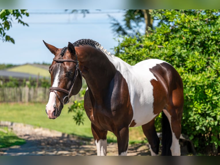 Deckung French Look van Erpekom Z Französisches Reitpony Hengst  in Kaulille