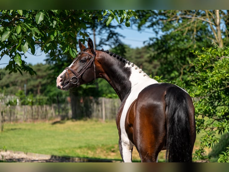 Deckung French Look van Erpekom Z Französisches Reitpony Hengst  in Kaulille