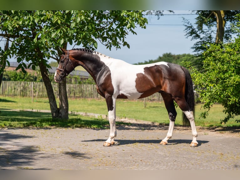 Deckung French Look van Erpekom Z French riding pony Stallion  in Kaulille