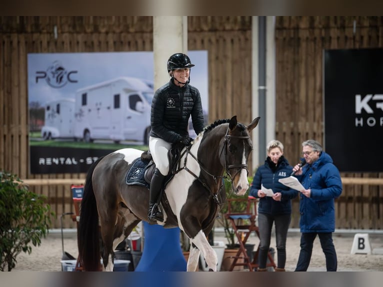 Deckung French Look van Erpekom Z French riding pony Stallion  in Kaulille