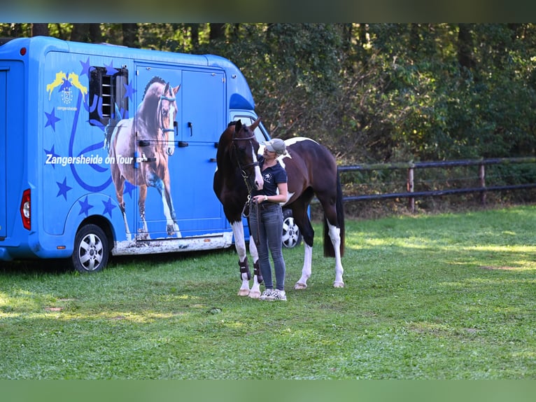 Deckung French Look van Erpekom Z Poney Français de selle Étalon  in Kaulille