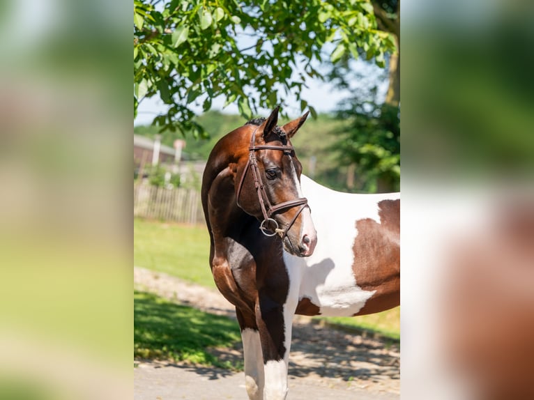 Deckung French Look van Erpekom Z Pony Francese Stallone  in Grote-Brogel