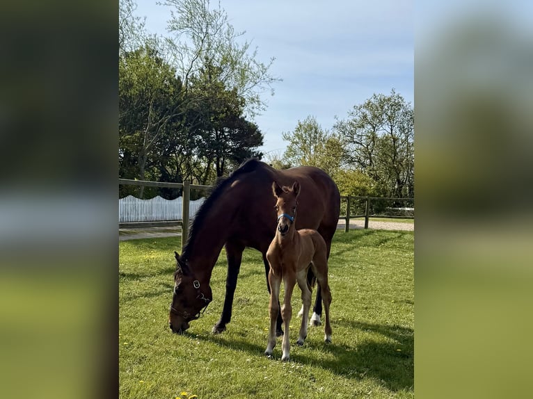 Deens warmbloed Hengst 1 Jaar 170 cm Roodbruin in Rømø
