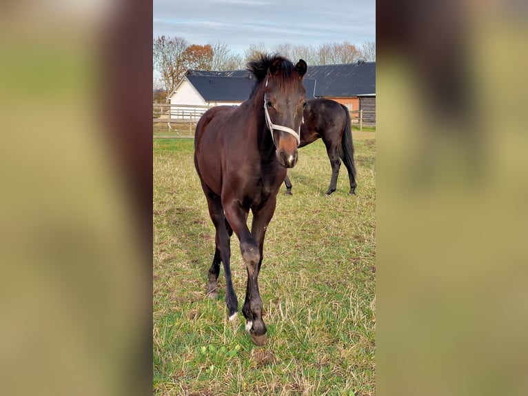 Deens warmbloed Hengst 1 Jaar 172 cm Donkerbruin in Horsens