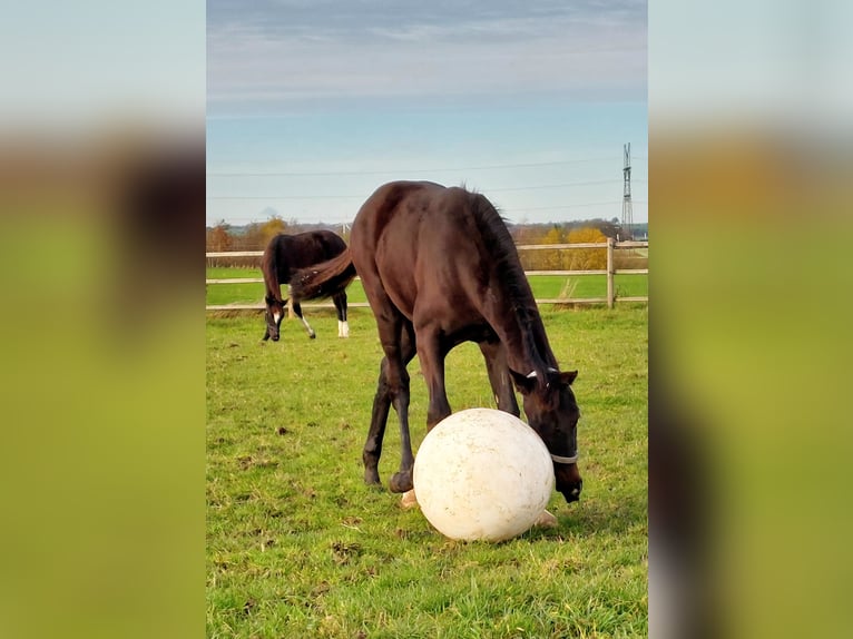 Deens warmbloed Hengst 1 Jaar 172 cm Donkerbruin in Horsens