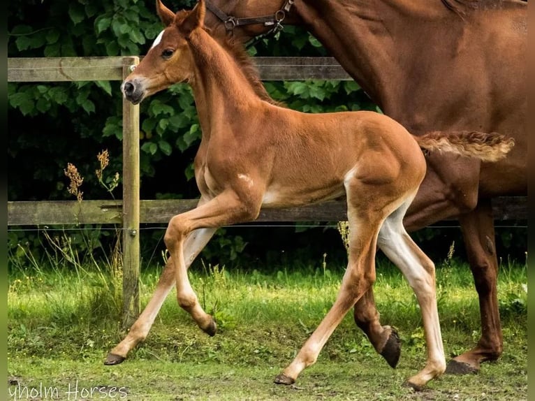 Deens warmbloed Hengst 1 Jaar 175 cm Donkere-vos in Vesthimmerland