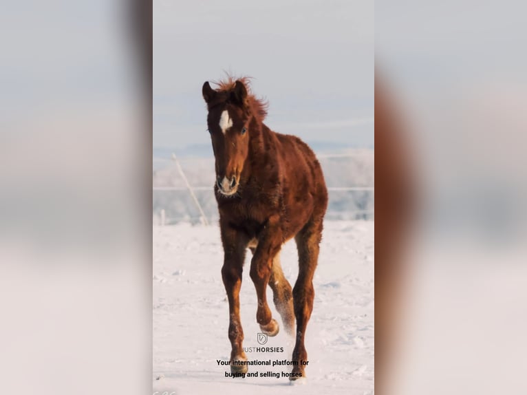 Deens warmbloed Hengst 1 Jaar Vos in Gedsted