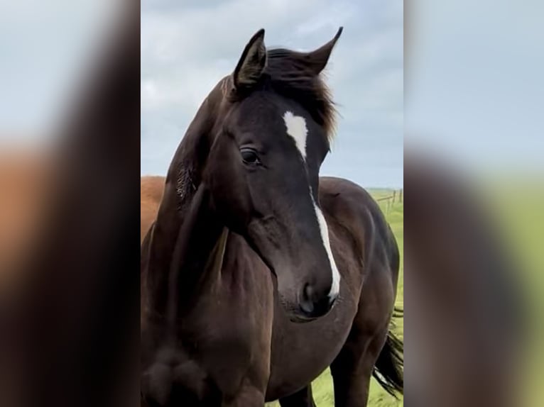 Deens warmbloed Hengst 1 Jaar Zwart in Bredebro