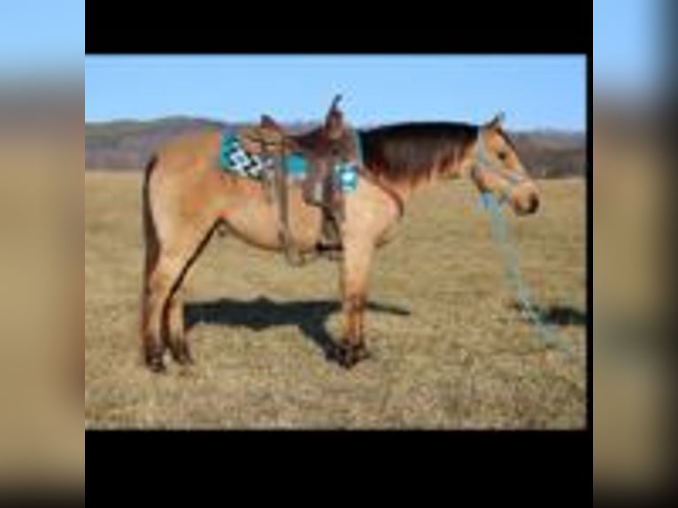 Deens warmbloed Hengst Brown Falb schimmel in Bryceville