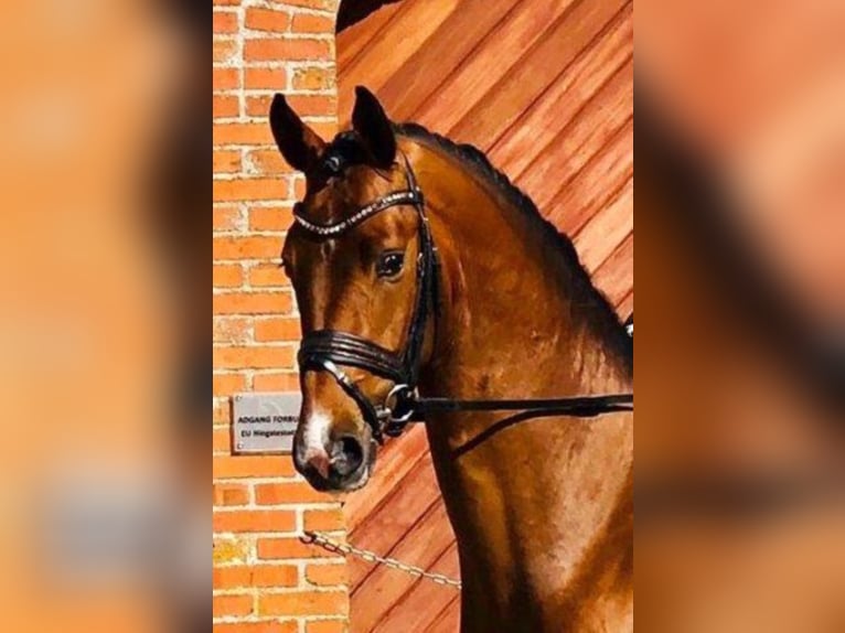 Deens warmbloed Hengst Bruin in Lastrup