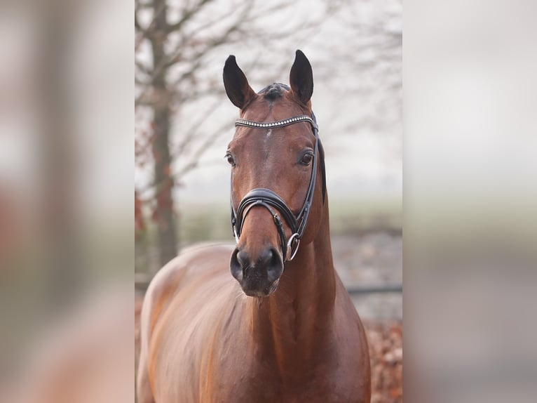 Deens warmbloed Hengst Bruin in Lemwerder