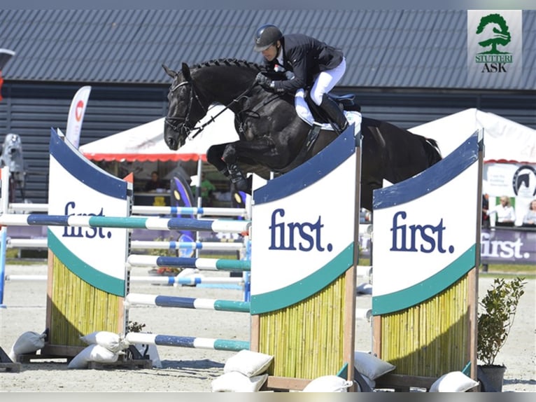 Deens warmbloed Hengst in Martofte