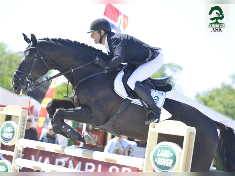 Deens warmbloed Hengst in Martofte