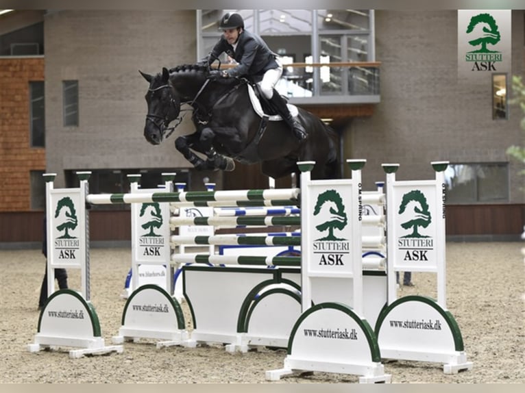 Deens warmbloed Hengst in Martofte