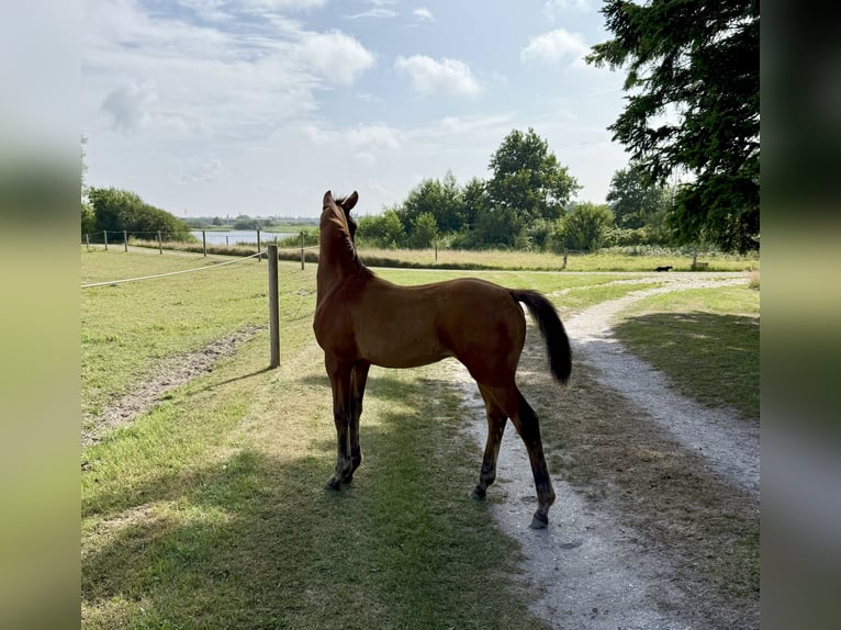Deens warmbloed Hengst Veulen (04/2025) 170 cm Roodbruin in R&#xF8;m&#xF8;