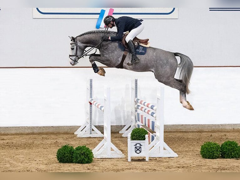 Deens warmbloed Hengst Veulen (05/2026) 170 cm Roodbruin in Spjald
