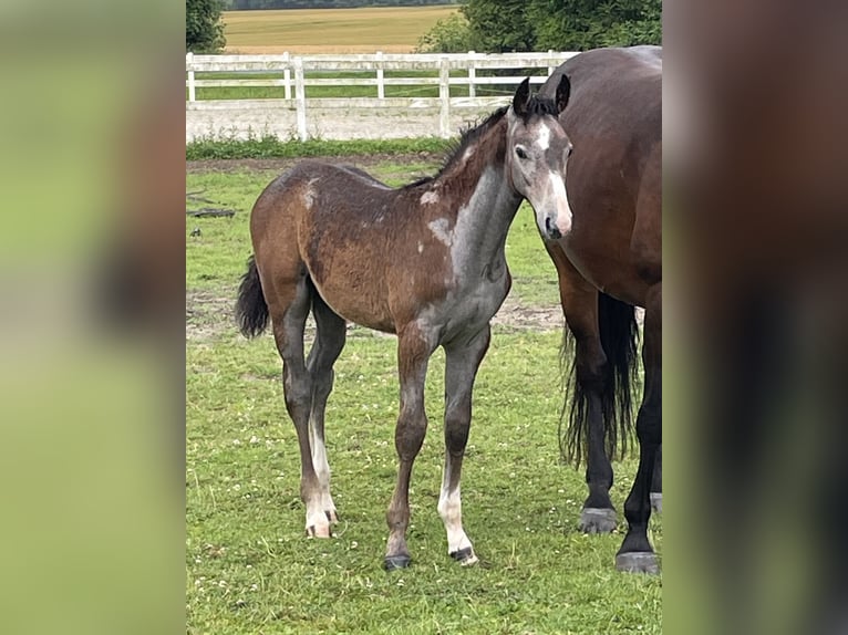 Deens warmbloed Hengst Veulen (04/2026) 170 cm Schimmel in Aabenraa