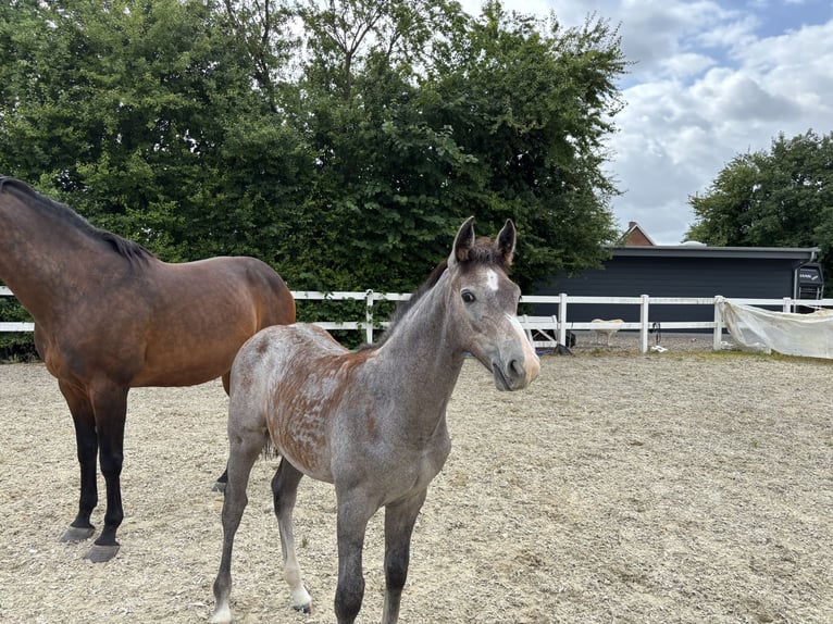 Deens warmbloed Hengst Veulen (04/2026) 170 cm Schimmel in Aabenraa